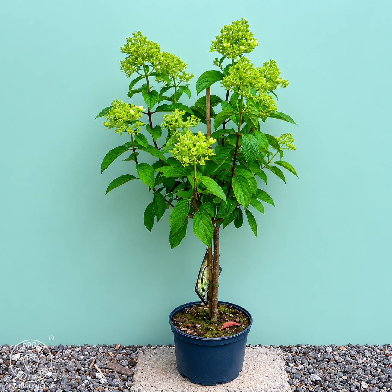 Obrázok Hortenzia metlinatá (Hydrangea paniculata) ´SKYFALL´ - výška 60-80 cm, kont. C3L - NA KMIENKU